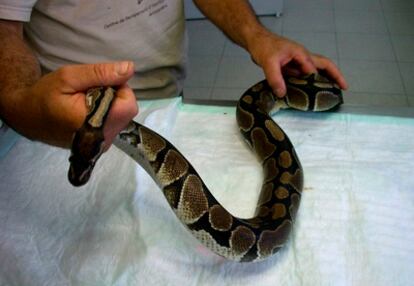 Agentes Rurales de la Generalitat recuperaron el pasado martes en una peluquería del barcelonés barrio de Sants una serpiente pitón.