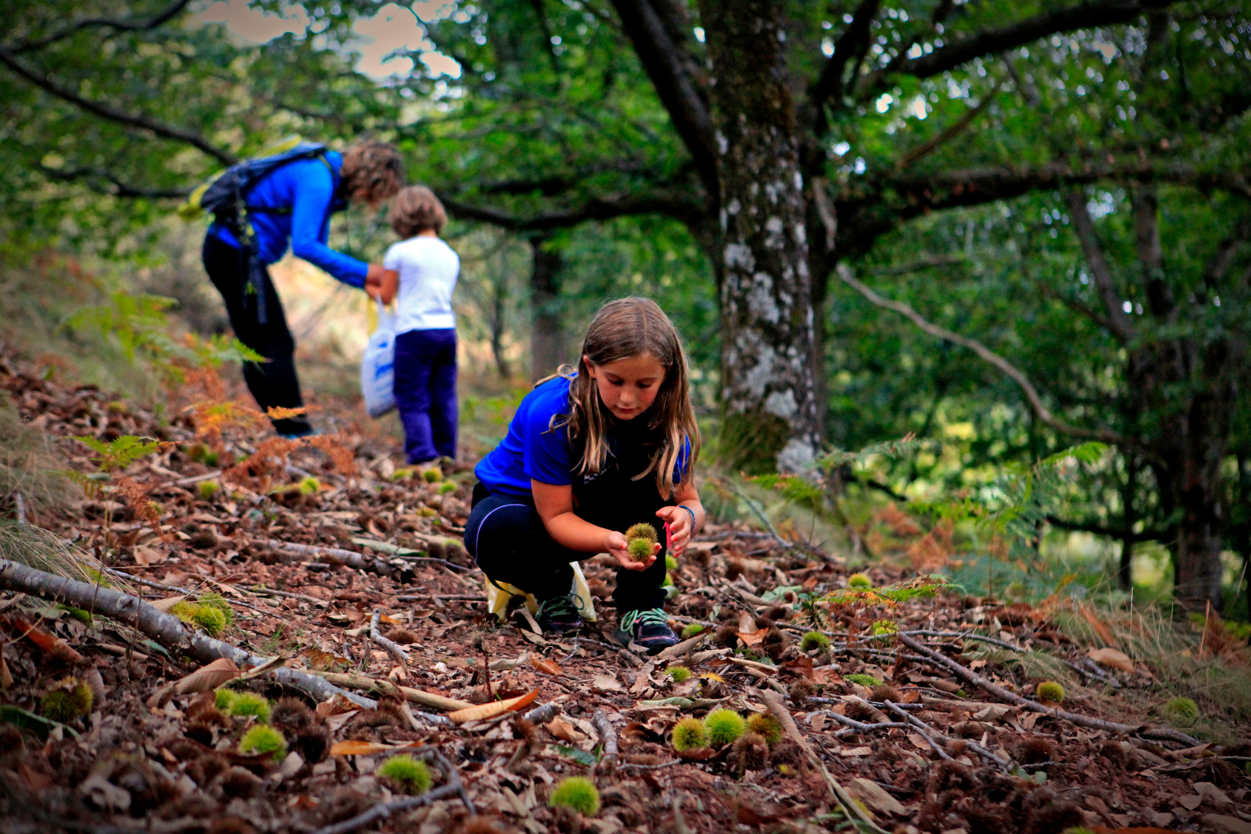 Castañas, moras y otras deliciosas razones para ir al bosque en otoño (y no es a por setas)