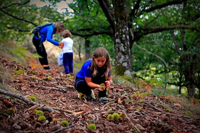 Varias personas recogen castañas en el Valle de Baztan, en Navarra.