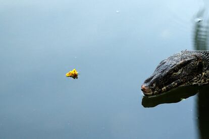 Un lagarto monitoreado nada en un lago del Parque Lumpini de Bangkok (Tailandia).