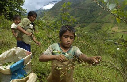 Una familia recoge hoja de coca en el valle peruano de Santa Rosa.