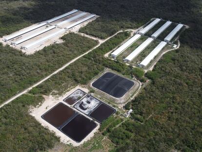 Instalaciones de la granja porcícola Kekén, a un kilómetro del poblado de Sitilpech, en el municipio de Izamal, Yucatán (México), en una vista aérea de febrero de este año.