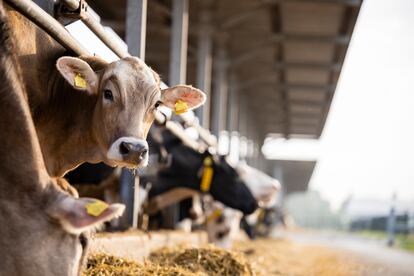 Decenas de vacas se alimentan en un criadero. 