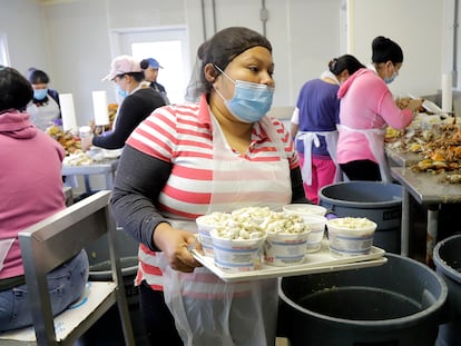 Evelia García, originaria de Hidalgo (México), trabaja en una empacadora de carne de cangrejo, en Fishing Creek (Maryland), en mayo de 2020.