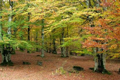 Hayedo en Urbasa, Navarra