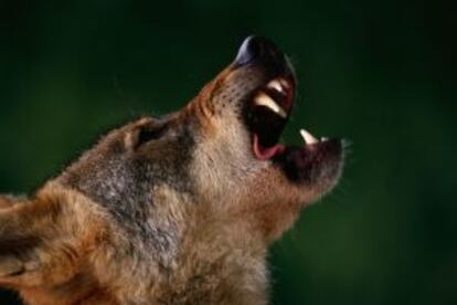 Un lobo gris europeo en la cordillera de los Cárpatos, en Rumanía.