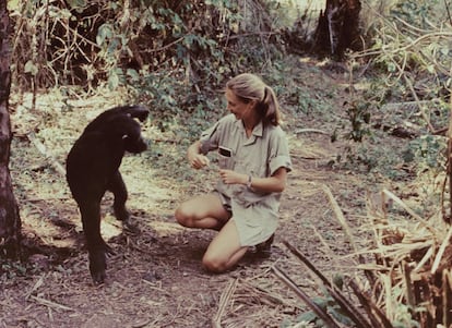 Jane Goodall na retransmissão do especial 'Miss Goodall e o Mundo dos Chimpanzés', emitido pela CBS, em 22 de dezembro de 1965, no Parque Nacional Gombe Stream, na Tanzania.