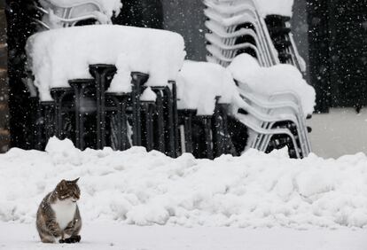 Un gato sobre la carretera nevada en una calle de Roncesvalles, donde sigue nevando.
