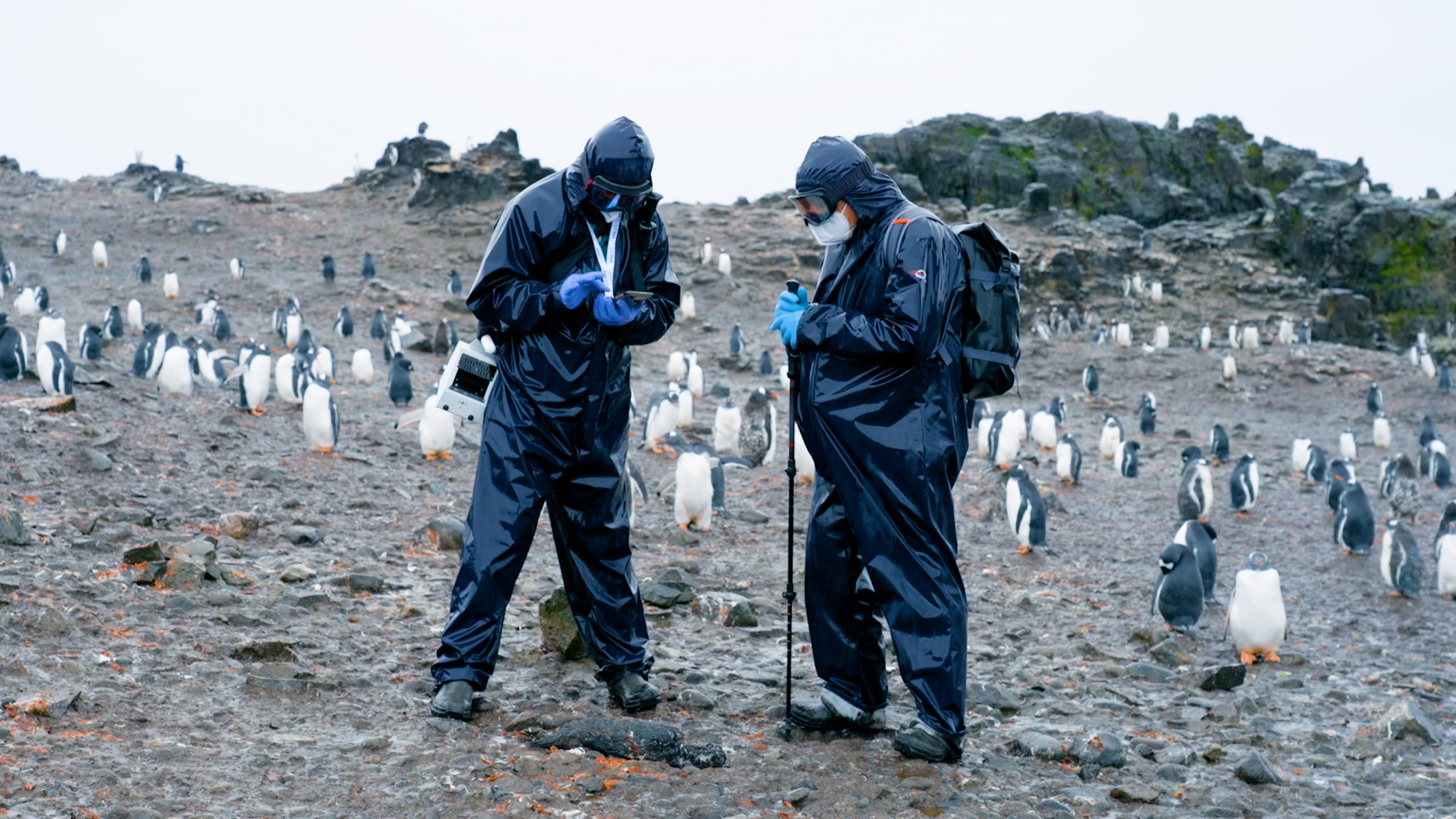 Los biólogos Begoña Aguado y Antonio Alcamí (derecha), en la pingüinera de Punta Hannah, en la isla Livingston (Antártida), el 22 de febrero.