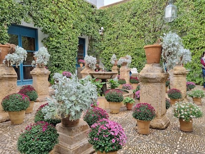 Patio de las Rejas con sus añejas centaureas de color plateado y crisantemos.