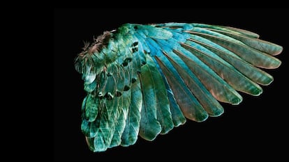 las plumas del estornino soberbio, un ave que habita en grandes bandadasen África Oriental, 
[post_second_paragraph_adv]
son iridiscentes.