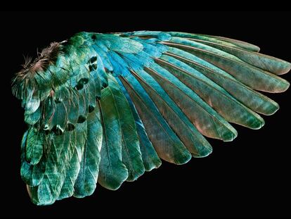las plumas del estornino soberbio, un ave que habita en grandes bandadasen África Oriental, 
[post_second_paragraph_adv]
son iridiscentes.
