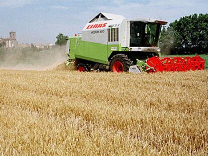 Una cosechadora trabaja en un campo de cereal de Castelló d&#39;Empúries (Girona).