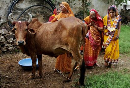 Unas mujeres rinden culto a una vaca, animal sagrado en las creencias hindúes, para encontrar la bendición de sus hijos varones durante le festival Bach Baras en Ajmer, India.