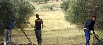 Jornaleros en un olivar.
