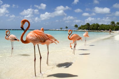 Estas tres minúsculas islas caribeñas, antiguas integrantes de las Antillas Holandesas, siguen siendo territorios autónomos en el seno de los Países Bajos, por lo que la cultura neerlandesa está muy presente. De las tres, <a href="https://www.aruba.com/es/" target="_blank">Aruba</a> es la más turística, con kilómetros de playas magníficas, amables tiendas de ron, muchos 'resorts' exclusivos y una capital encantadora que replica estilos típicamente holandeses, pero con mucho más color. Su mejor playa es la de Eagle Beach, al noroeste. El atractivo de <a href=" https://www.tourismbonaire.com/" target="_blank">Bonaire</a> es su asombrosa costa de arrecifes: todo el territorio es parque nacional y hasta aquí llegan buceadores del mundo entero. En la seductora <a href=" https://www.curacao.com/es/ " target="_blank">Curazao</a> se mezcla el comercio de la vieja capital de Willemstad, patrimonio de la Unesco, con una belleza accesible, gracias a las playas ocultas en su exuberante costa. Hay frecuentes vuelos entre las tres islas por lo que se pueden visitar todas en un mismo viaje como un destino único.