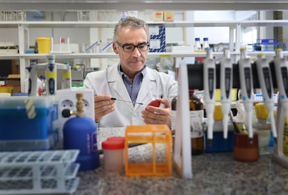 Mikrobiolog Bruno González Zorn w swoim laboratorium na Uniwersytecie Complutense w Madrycie.