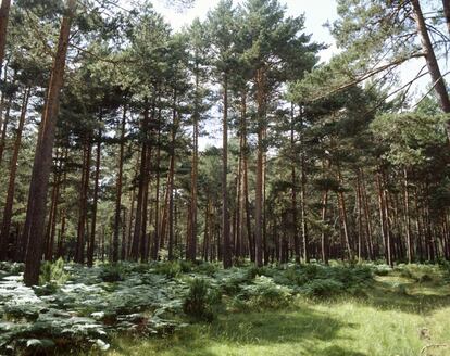 Pinar en la Sierra de Urbin (Soria). Castilla y Len es la comunidad autnoma con ms superficie forestal de Espa?a, casi cinco millones de hectreas.