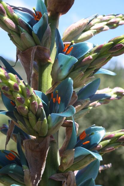 La especie 'Puya alpestris' se encuentra en el Cono Sur. Pertenece a la familia 'Bromeliaceae', que es casi endémica de América y cuenta con 3.403 especies. De ellas, el 39,5% están en Brasil. Este tipo de planta se caracteriza porque posee hojas arrosetadas, flores coloridas y los estigmas retorcidos.