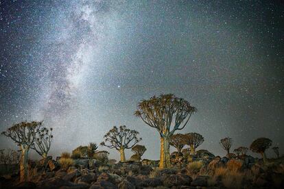 'Triangulum'. Grupo de árboles 
de la aljaba. Namibia.
