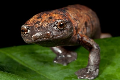 De los tres órdenes que forman el grupo de los anfibios, las especies de caudados (salamandras y tritones) son las que más han empeorado su situación. En la imagen, una salamandra gigante de palma.