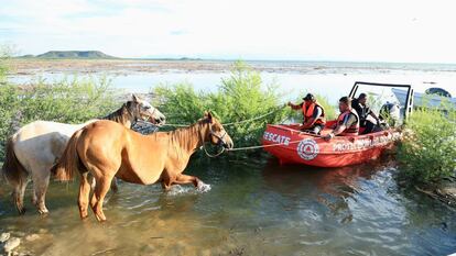 Operativo de rescate de caballos en Linares (Nuevo León), el 25 de junio 2024.