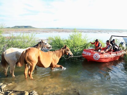 Operativo de rescate de caballos en Linares (Nuevo León), el 25 de junio 2024.