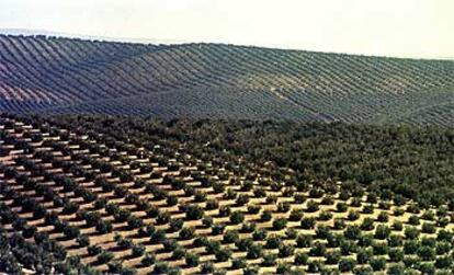Vista de un olivar en Martos, provincia de Jaén.