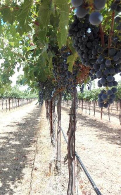 Viñas de Dehesa de Luna