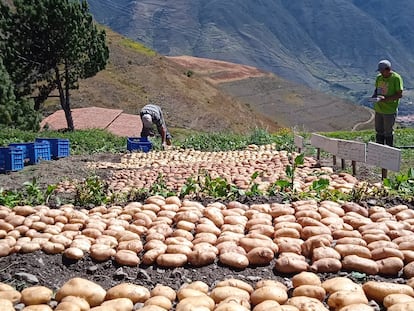 Agricultores de papas, en noviembre de 2021.