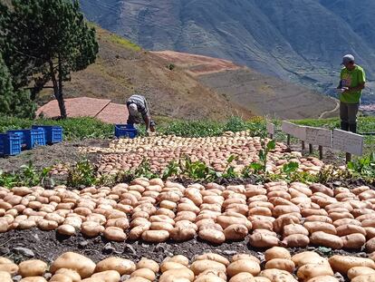 Agricultores de papas, en noviembre de 2021.