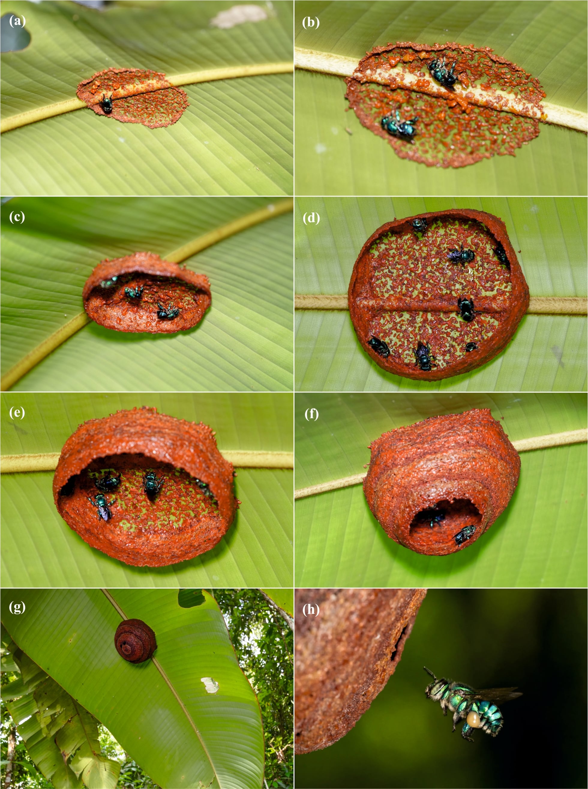 Un modelo inédito de convivencia entre abejas emerge en la selva de Costa Rica