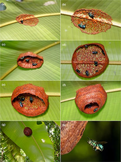 Construcción en grupo de un nido resinoso por parte de abejas 'Euglossa cybelia' en La Gamba, Costa Rica.
