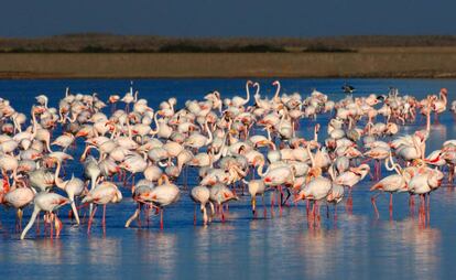 Un grupo de flamencos en las aguas poco profundas de las marismas de Veta la Palma, en el parque nacional de Doñana.