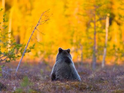 Un oso pardo en un bosque de Pirttivaara, en la Karelia finlandesa, a dos kilómetros de la frontera con Rusia.