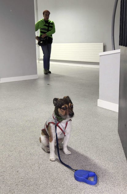 Una mascota espera a su dueño en el colegio electoral de Sodupe del municipio vizcaíno de Güeñes.