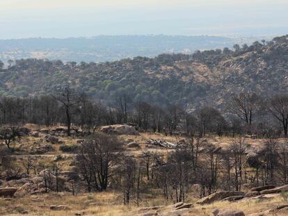 El monte de Cadalso de los Vidrios dos años después del incendio que comenzó en Almorox (Toledo).