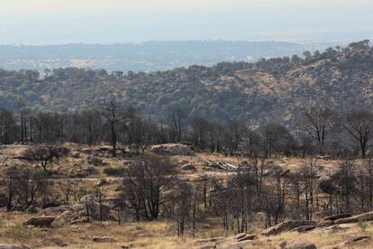 El monte de Cadalso de los Vidrios dos años después del incendio que comenzó en Almorox (Toledo).