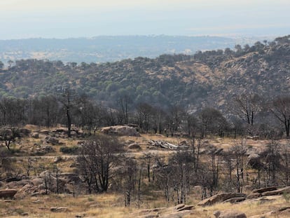 El monte de Cadalso de los Vidrios dos años después del incendio que comenzó en Almorox (Toledo).