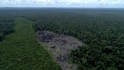 Tala de bosques en la concesión de PT Adindo en Kalimantan. PT Adindo es uno de los proveedores de madera de APRIL, el mayor productor de pulpa de madera para viscosa de Indonesia y uno de los proveedores de APRIL, del conglomerado de empresas RGE.