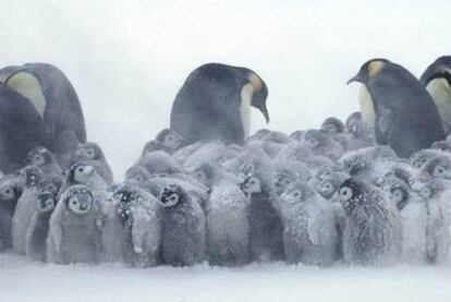 Un grupo de pingüinos adultos con sus crías en la Antártida.