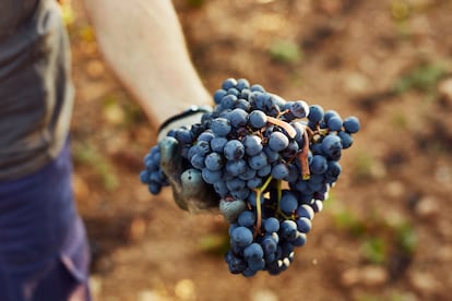 Racimo de Tempranillo
