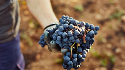 Racimo de Tempranillo