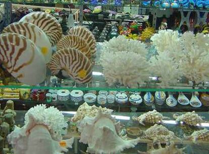 Corales y conchas de especies protegidas en una tienda de recuerdos.