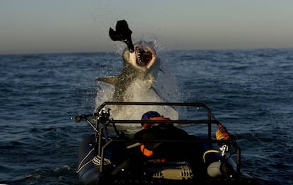 Tiburón blanco atacando a una foca.