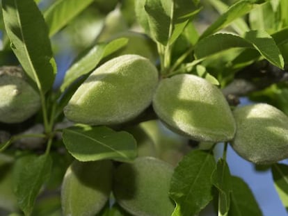 Nuevas normas de venta de productos ecológicos y plazo legal de adaptación