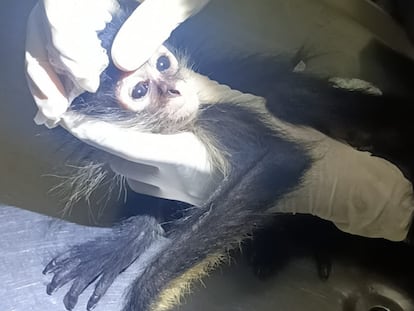 Un mono araña en posesión de la Brigada de Vigilancia Animal el 26 de mayo de 2023.