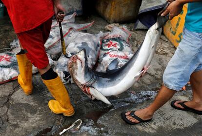 Pescadores cargan un tiburón antes de cortar sus aletas, en el distrito de Kalibaru en Yakarta, (Indonesia).