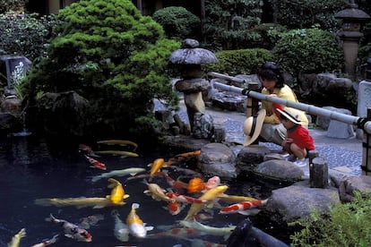 Carpas multicolores en el estanque de un restaurante en Japón.