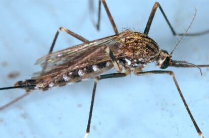 Fotografía cedida por el Centro para el Control de Enfermedades hoy, miércoles 22 de agosto de 2012, donde se observa el mosquito conocido como Aedes japonicus.